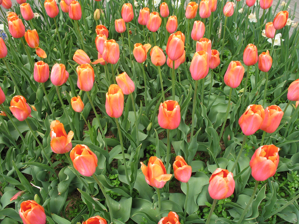 Tulipa 'Dordogne'  / Dordogne Tulip