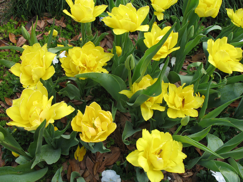 Tulipa gesneriana 'Monte Carlo'  / Tulipa gesneriana 'Monte Carlo' 