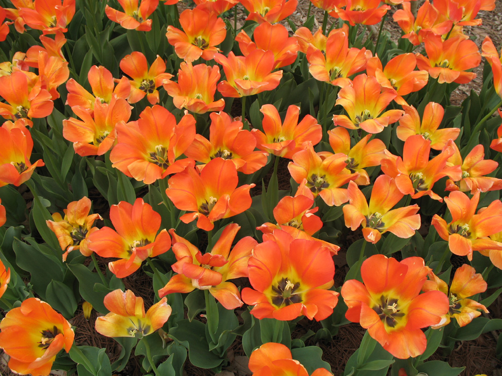 Tulipa 'Hamilton'  / Tulipa 'Hamilton' 