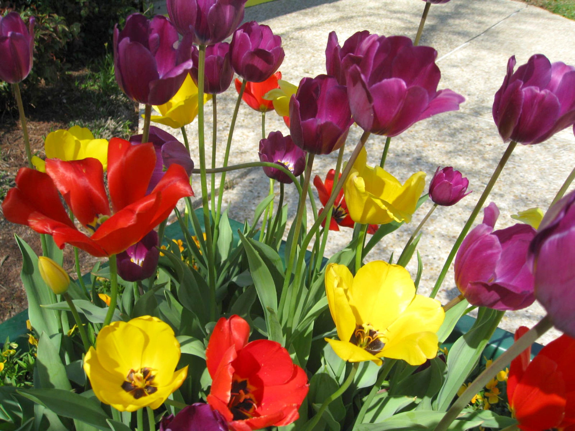 Tulipa hybrida  / Tulips