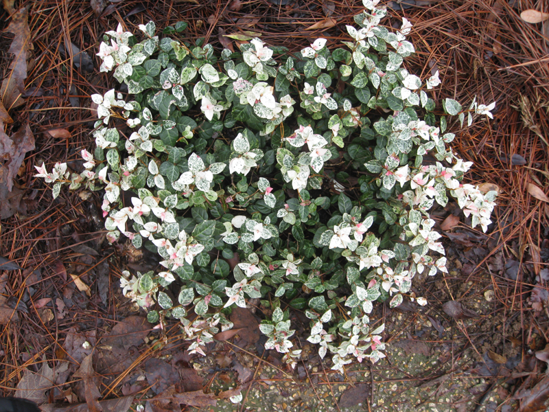 Trachelospermum asiaticum 'Tricolor' / Tricolor Asian Jasmine