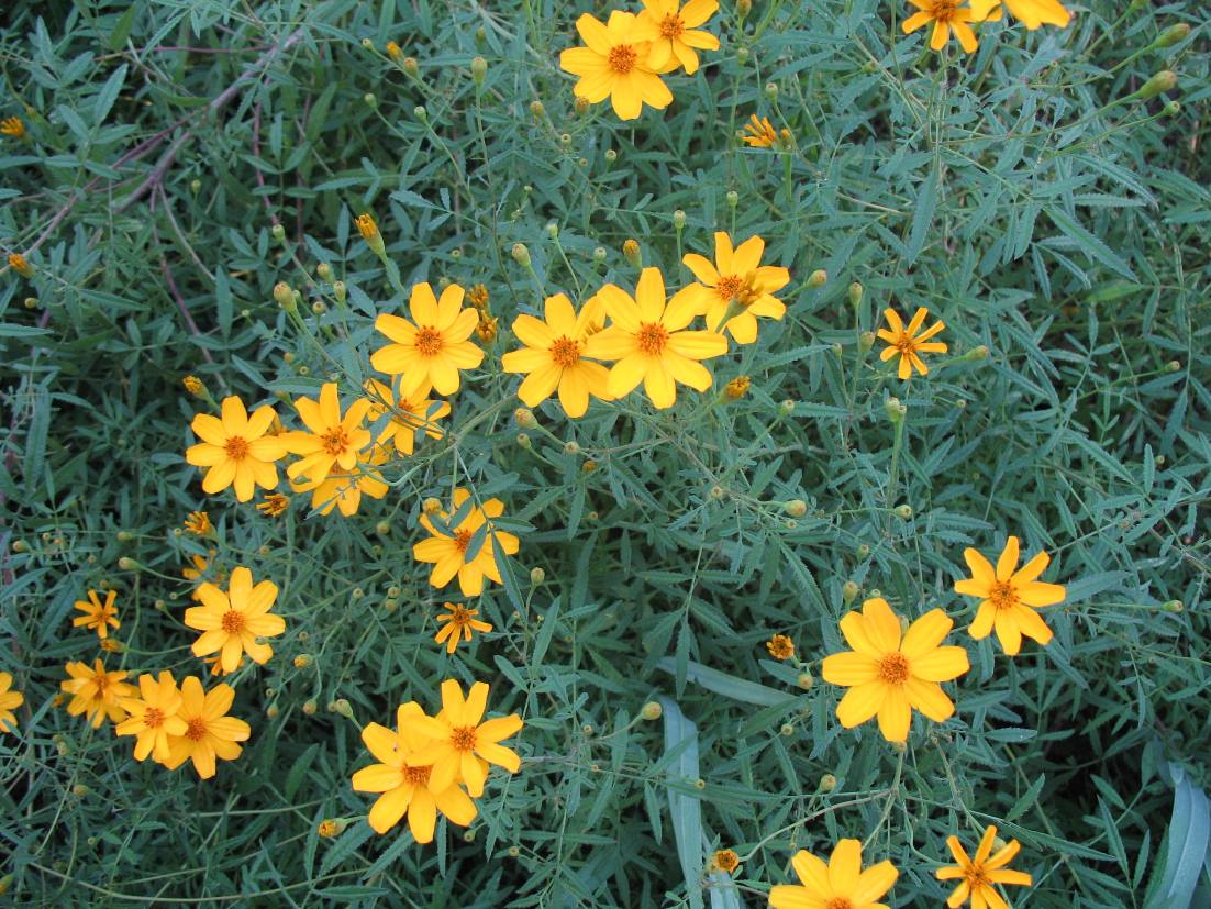 Tagetes tenuifolia (signata) / Signet Marigold