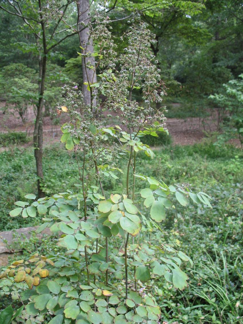 Thalictrum rochebrunianum  / Meadow Rue