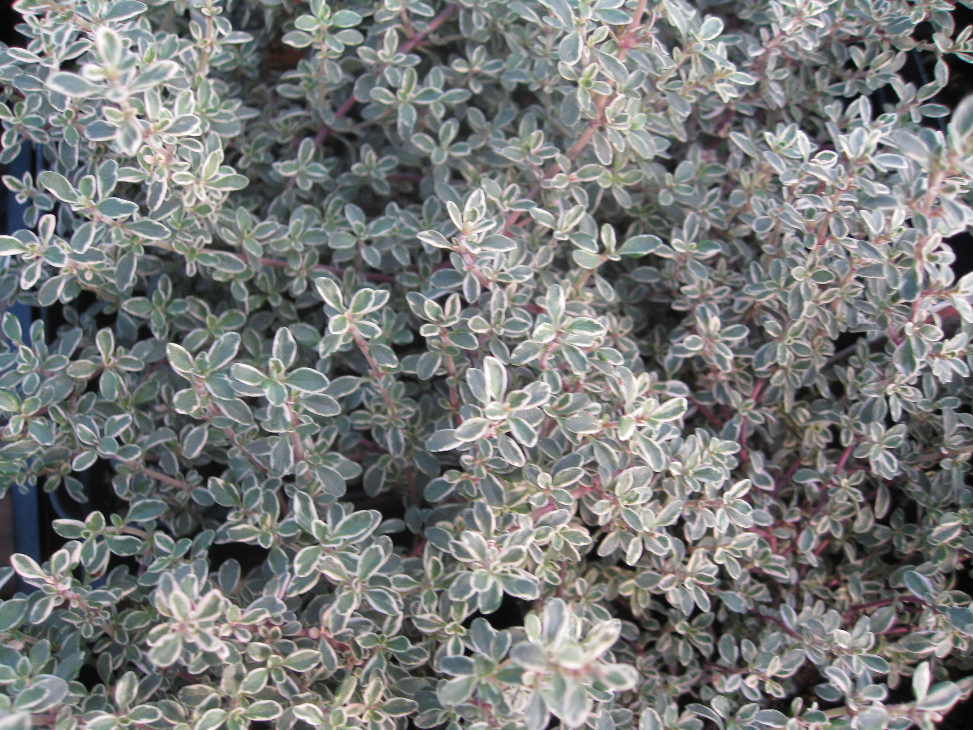Thymus vulgaris  'Argenteus' / Silver Thyme