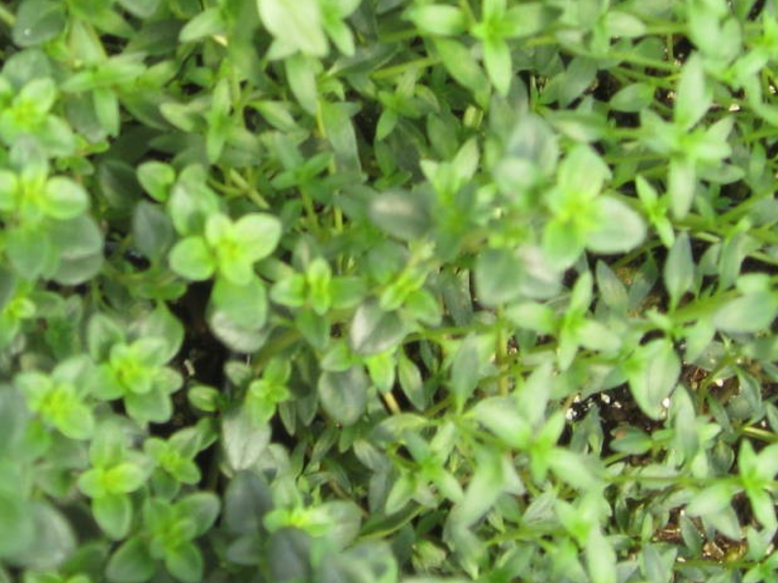 Thymus herba-barona    / Thymus herba-barona   