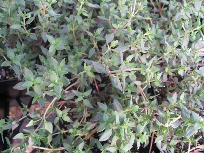 Thymus vulgaris / French Thyme