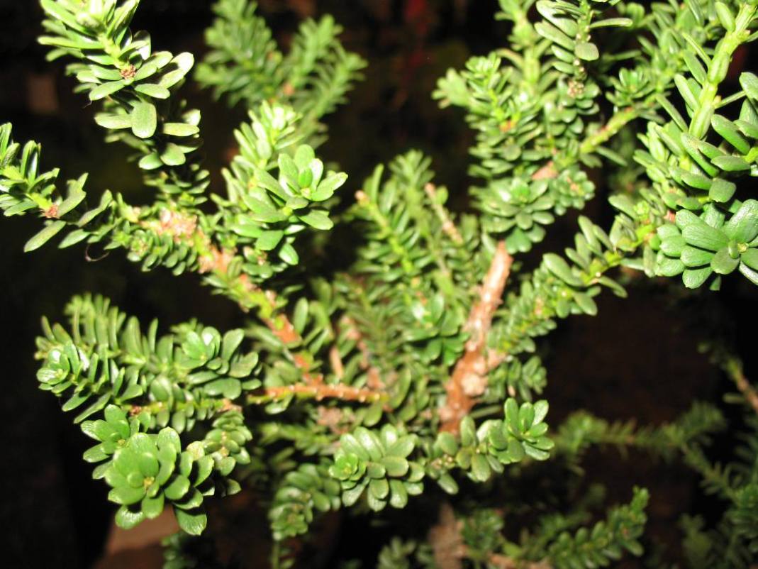 Taxus baccata 'Amersfoort'    / Amersfoort English Yew