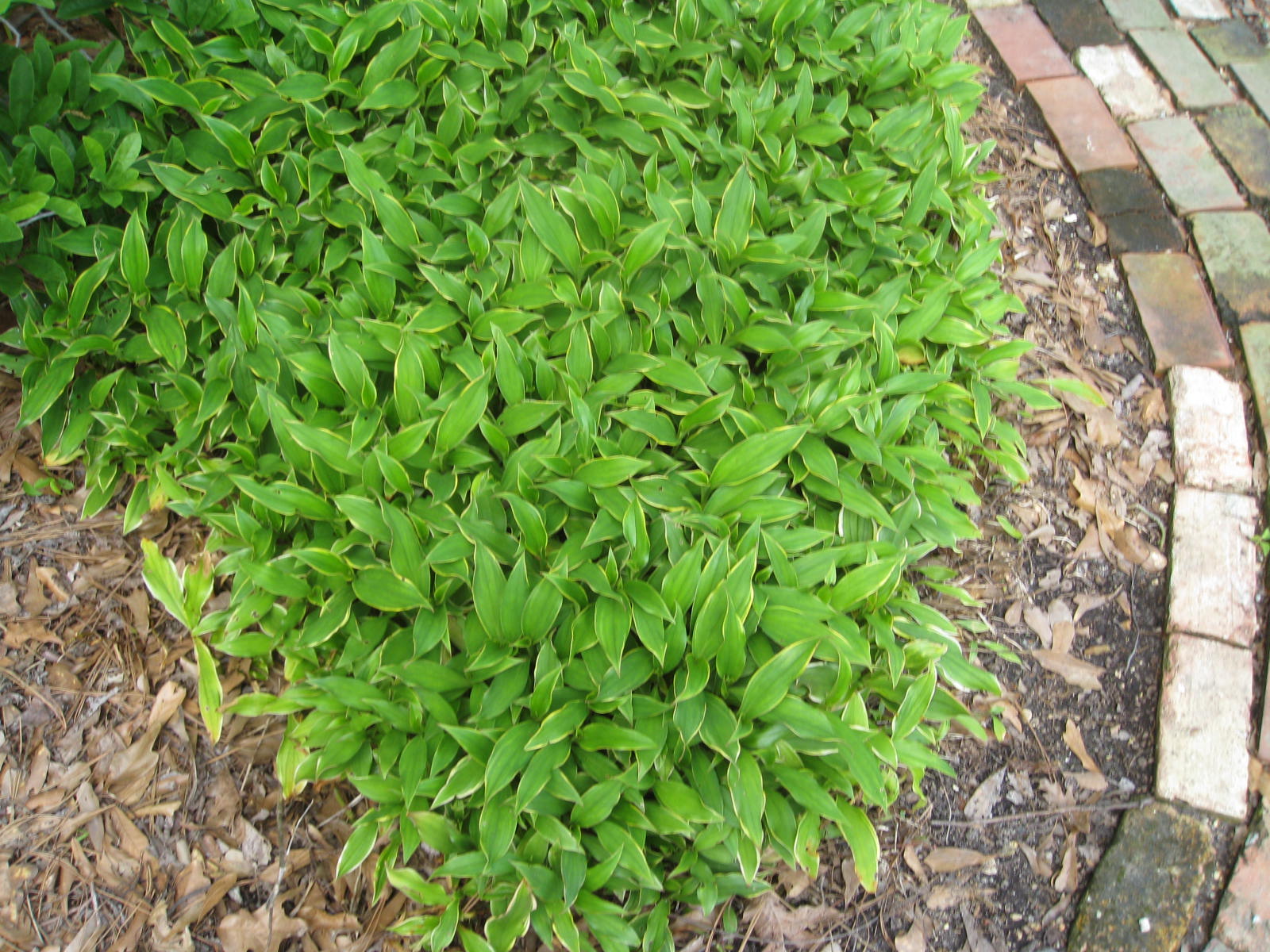 Tricyrtis formosana  'Samurai' / Tricyrtis formosana  'Samurai'