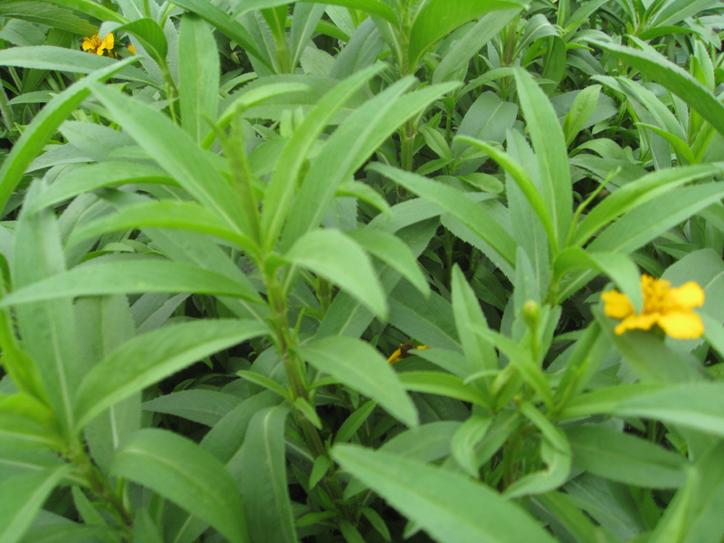 Tagetes lucidia   / Tagetes lucidia  