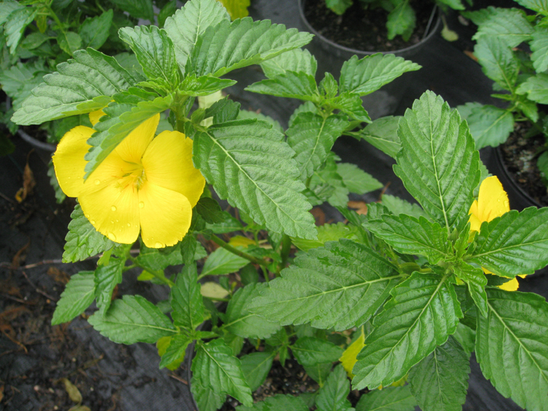 Turnera ulmifolia / Yellow Elder, Yellow Alder