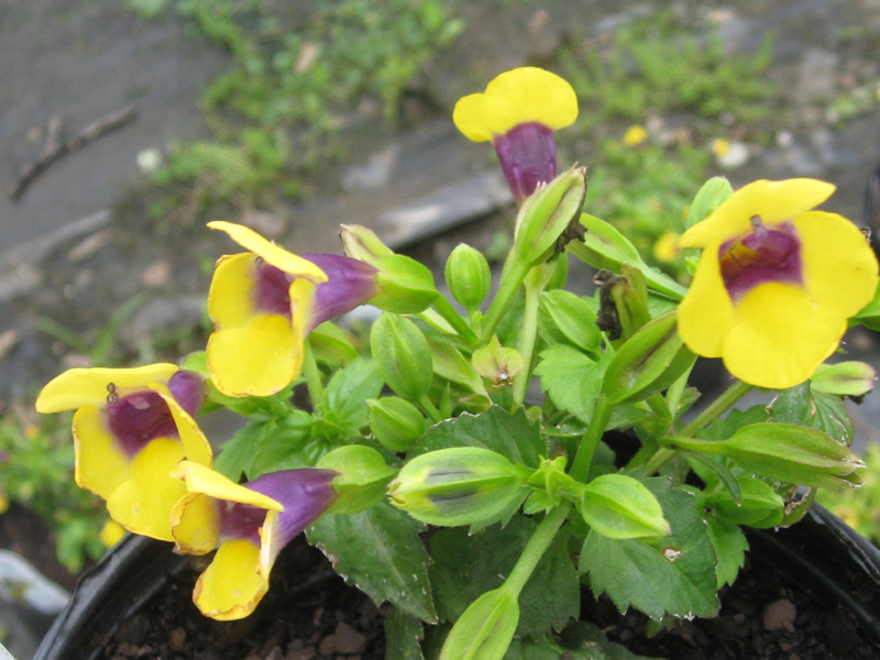 Torenia fournieri 'Catalina Gilded Grape' / Torenia, Wishbone Flower