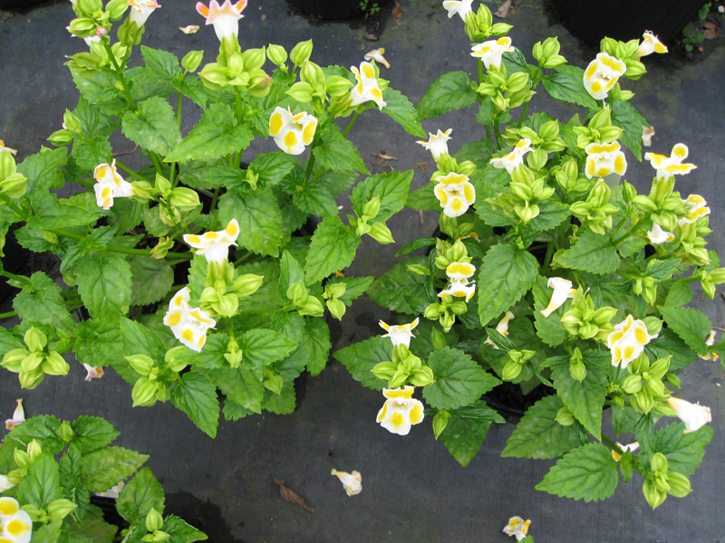 Torenia fournieri 'Clown Lemon Drops' / Wishbone Flower, Clown Lemon Drops Torenia