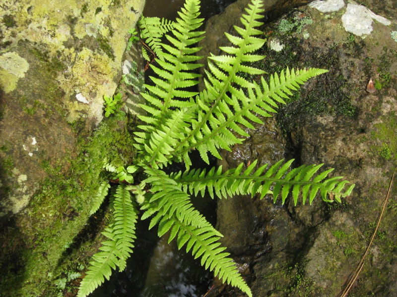 Thelypteris decursive-pinnata   / Japanese Beech Fern