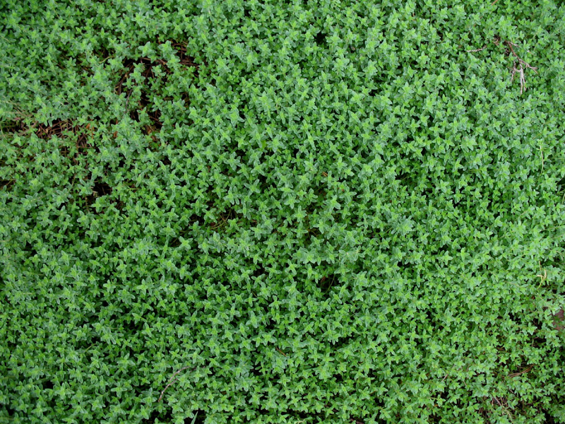 Thymus camphoratus / Camphor Thyme