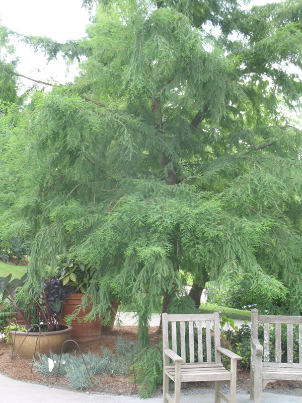 Taxodium mucronatum / Montezuma or Mexican Bald Cypress