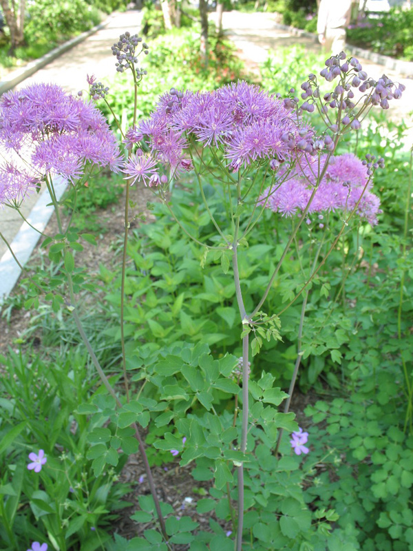 Thalictrum aquilegifolium   / Thalictrum aquilegifolium  