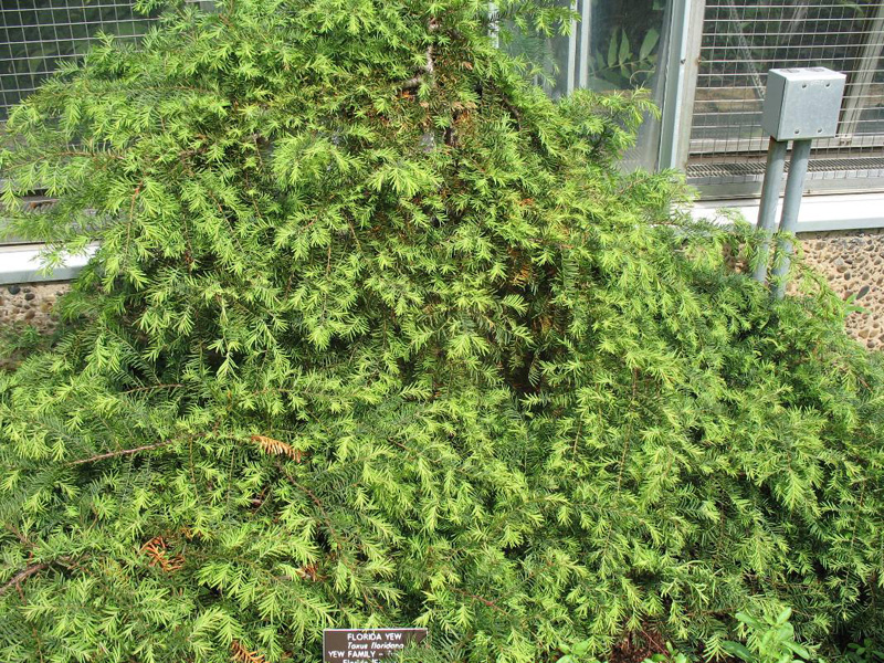 Taxus floridana / Florida Yew