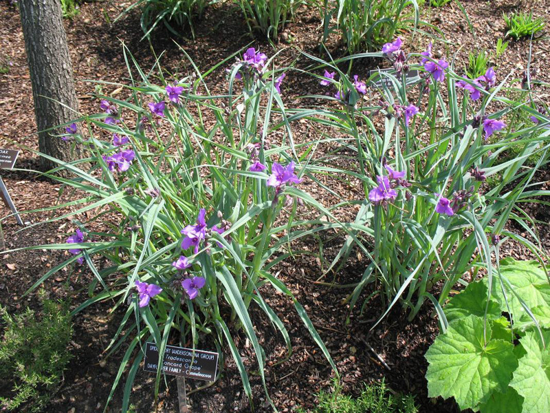 Tradescantia 'Concord Grape' / Tradescantia 'Concord Grape'