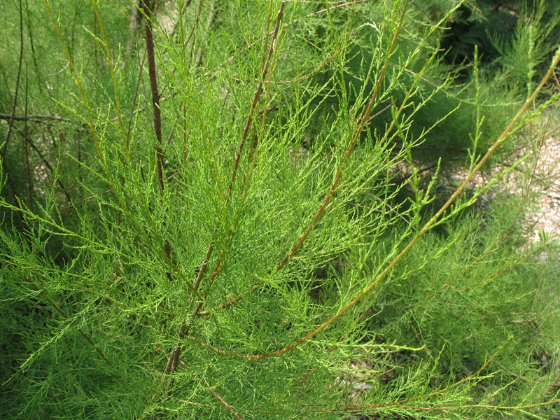 Tamarix parviflora   / Tamarix parviflora  