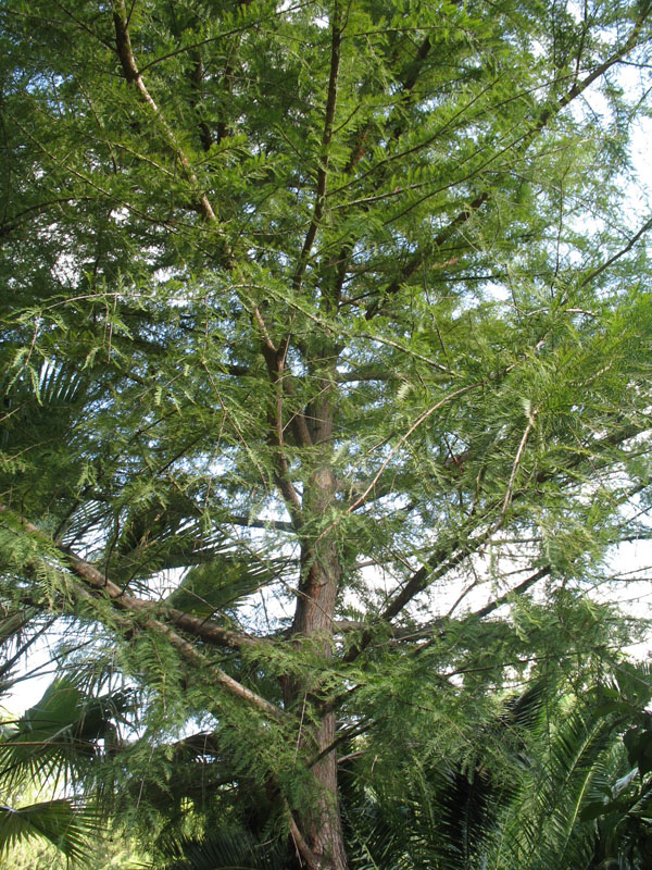 Taxodium mucronatum  / Montezuma Bald Cypress, Mexican Cypress