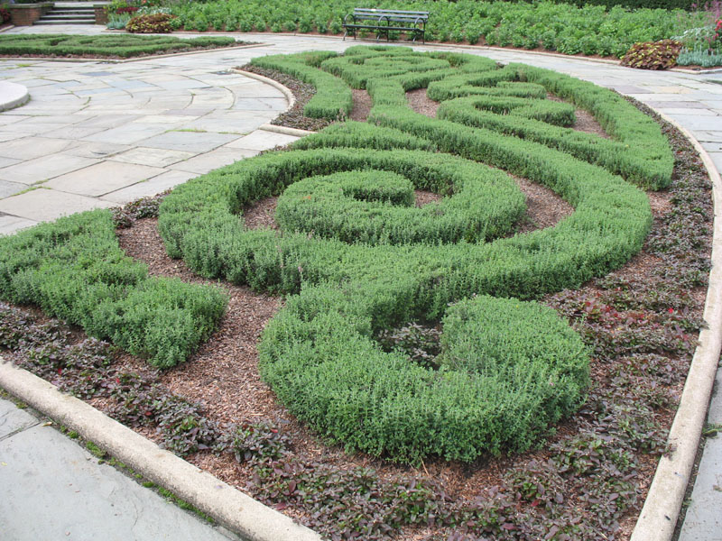 Teucrium Chamaedrys / Germander