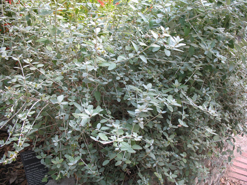 Teucrium fruticans     / Silver Germander, Tutti-frutti