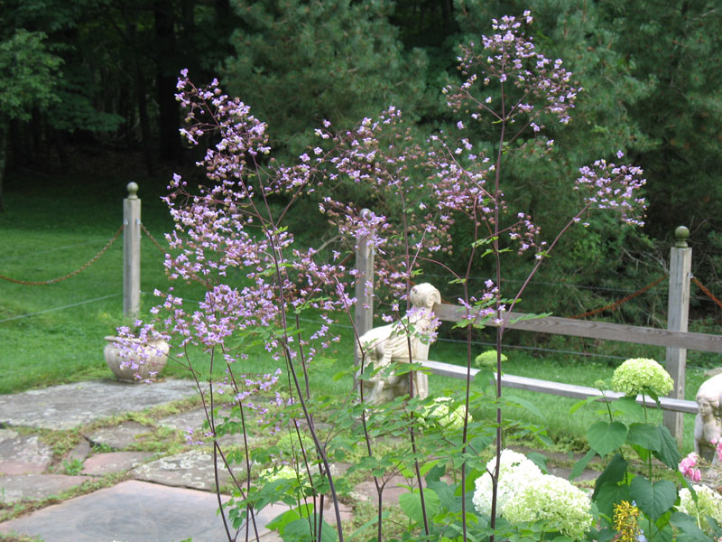 Thalictrum delavayi   / Yunan Meadow Rue