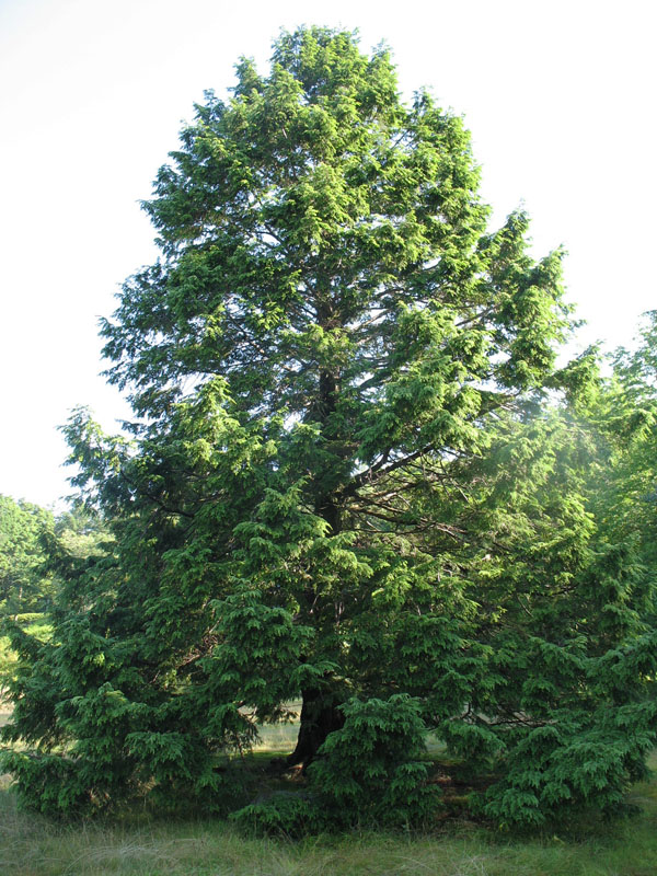 Tsuga canadensis   / Canadian Hemlock