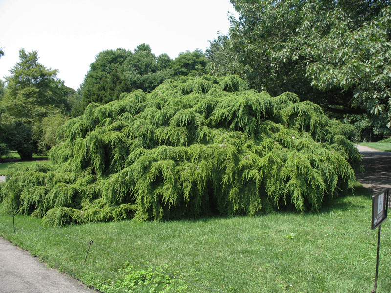 Tsuga canadensis 'Pendula'   / Tsuga canadensis 'Pendula'  