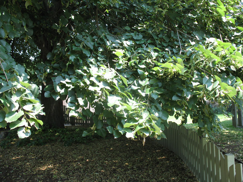 Tilia tomentosa   / Silver Linden