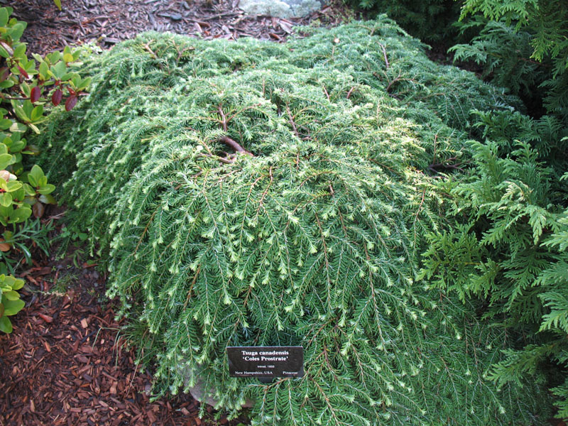 Tsuga canadensis 'Cole's Prostrate'   / Cole's Prostrate Canadian Hemlock