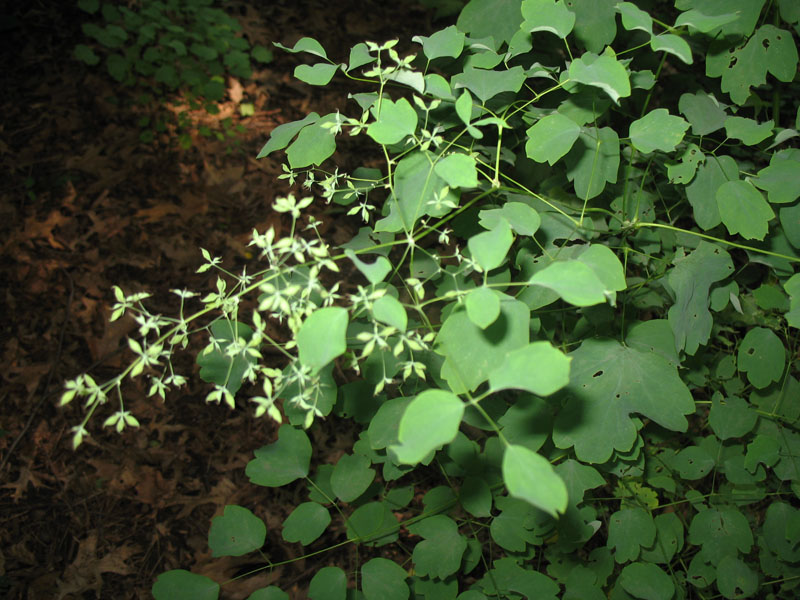 Thalictrum dioicum   / Thalictrum dioicum  