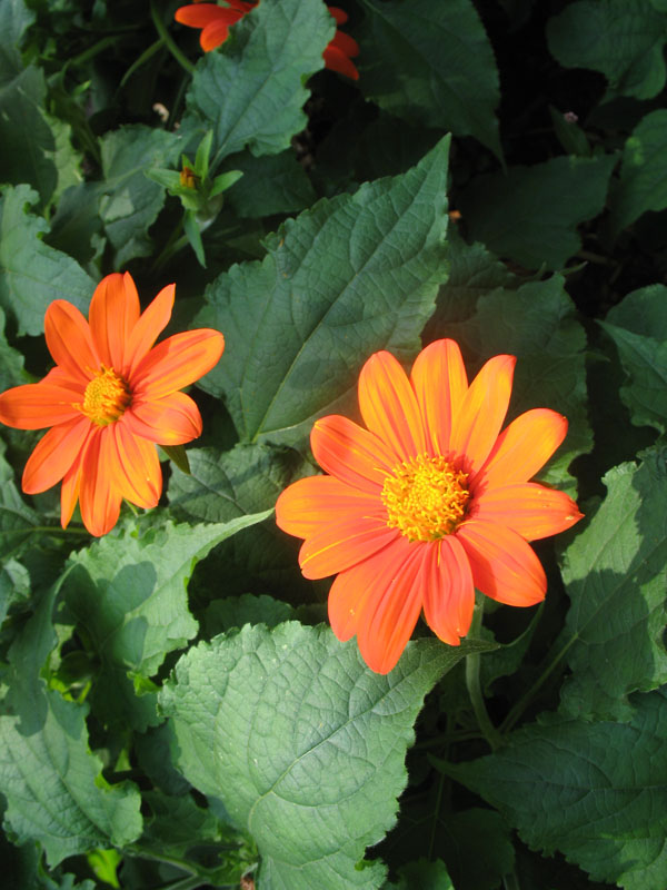 Tithonia 'Fiesta del Sol'   / Dwarf Mexican Sunflower