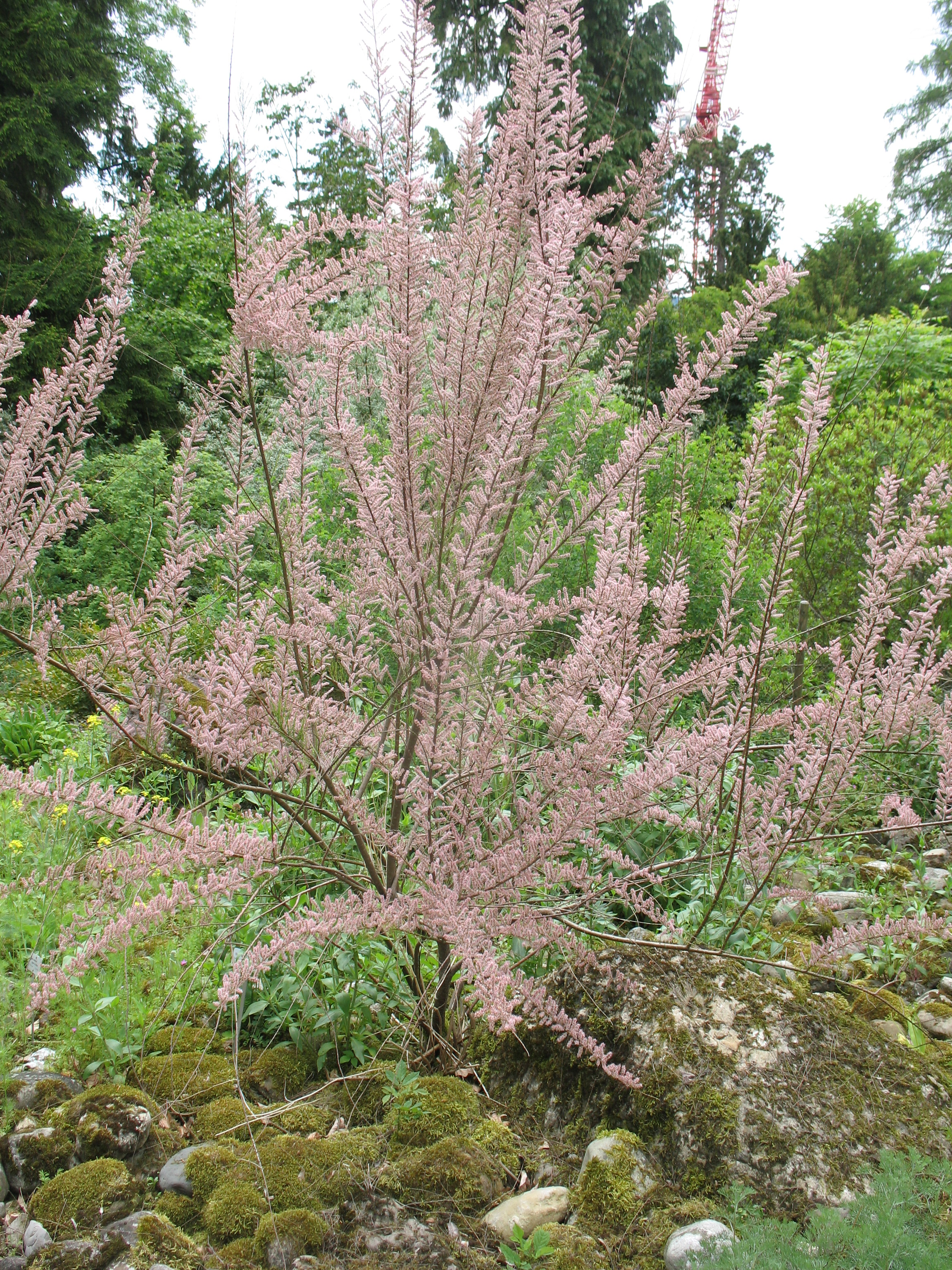 Tamarix tetrandra / Tamarix, Salt Cedar