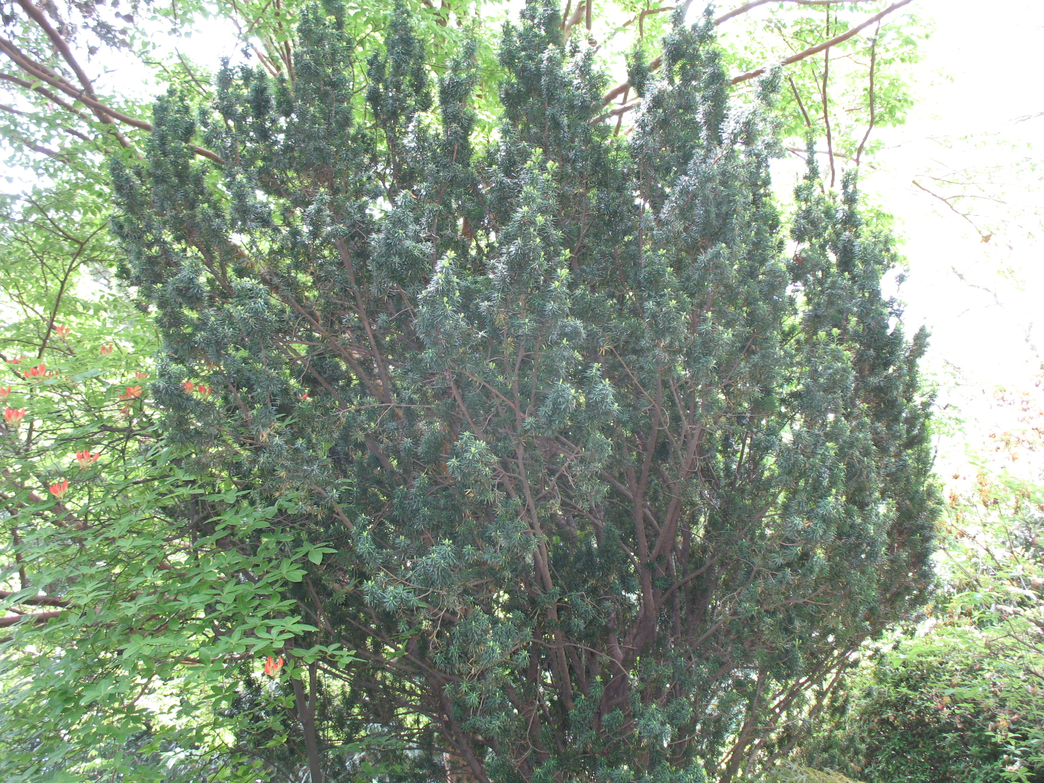 Taxus baccata / Yew, Common Yew, European Yew, English Yew