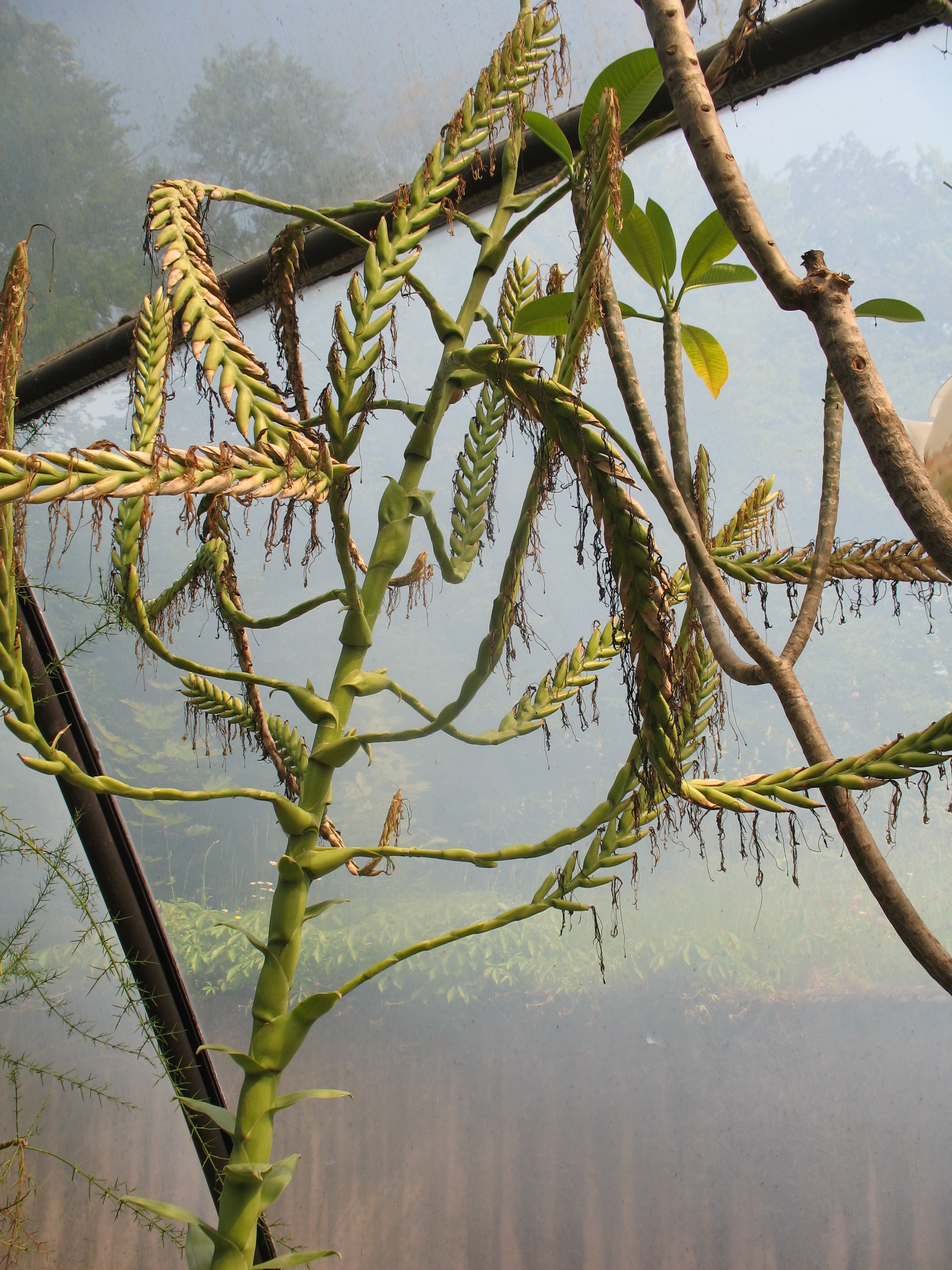 Tillandsia grandis  / Tillandsia grandis 