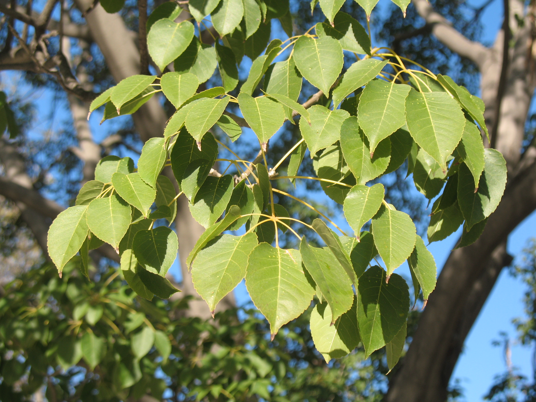 Tabebuia impetiginosa / Pink Trumpet Tree