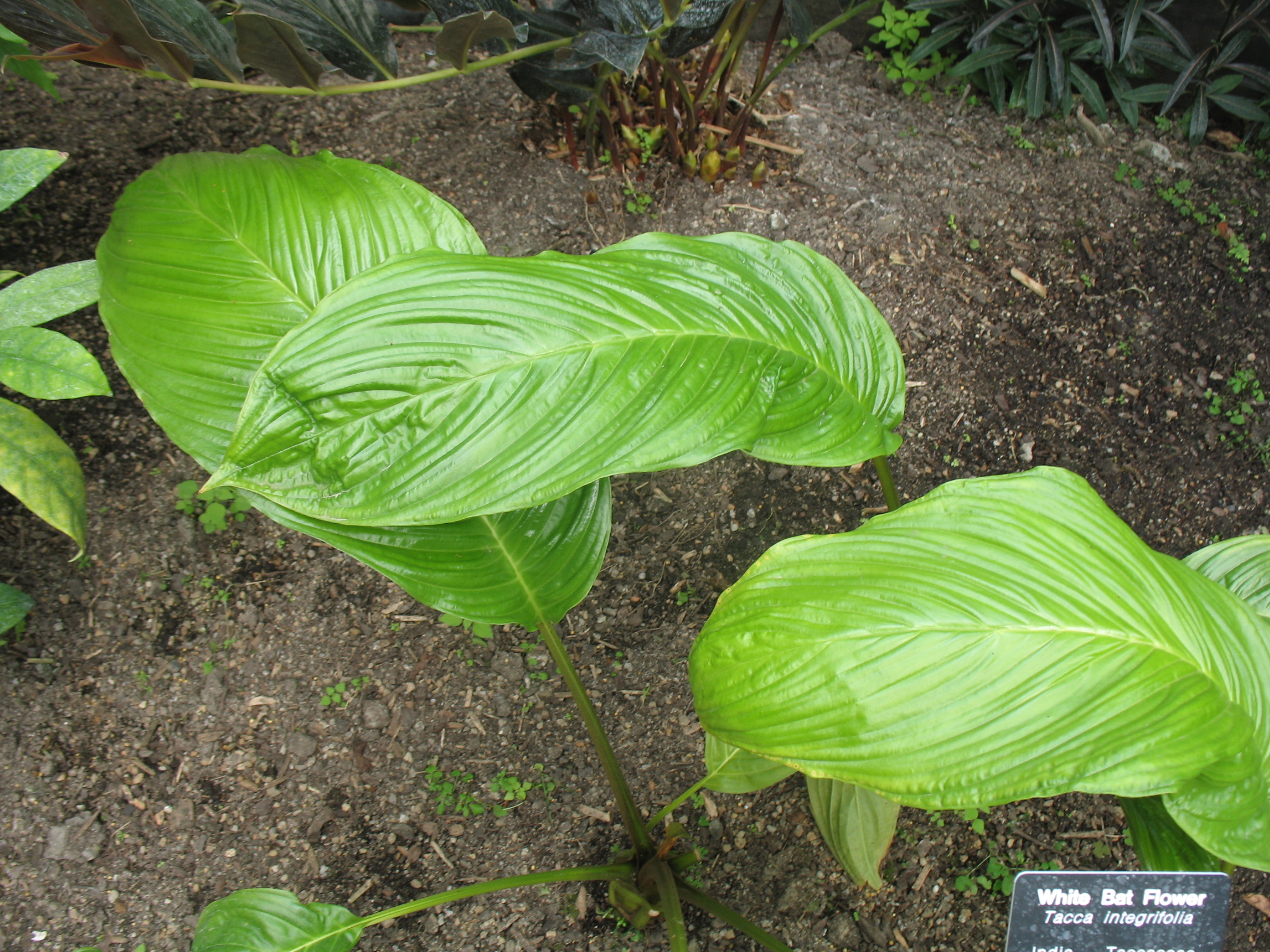 Tacca integrifolia / Tacca integrifolia