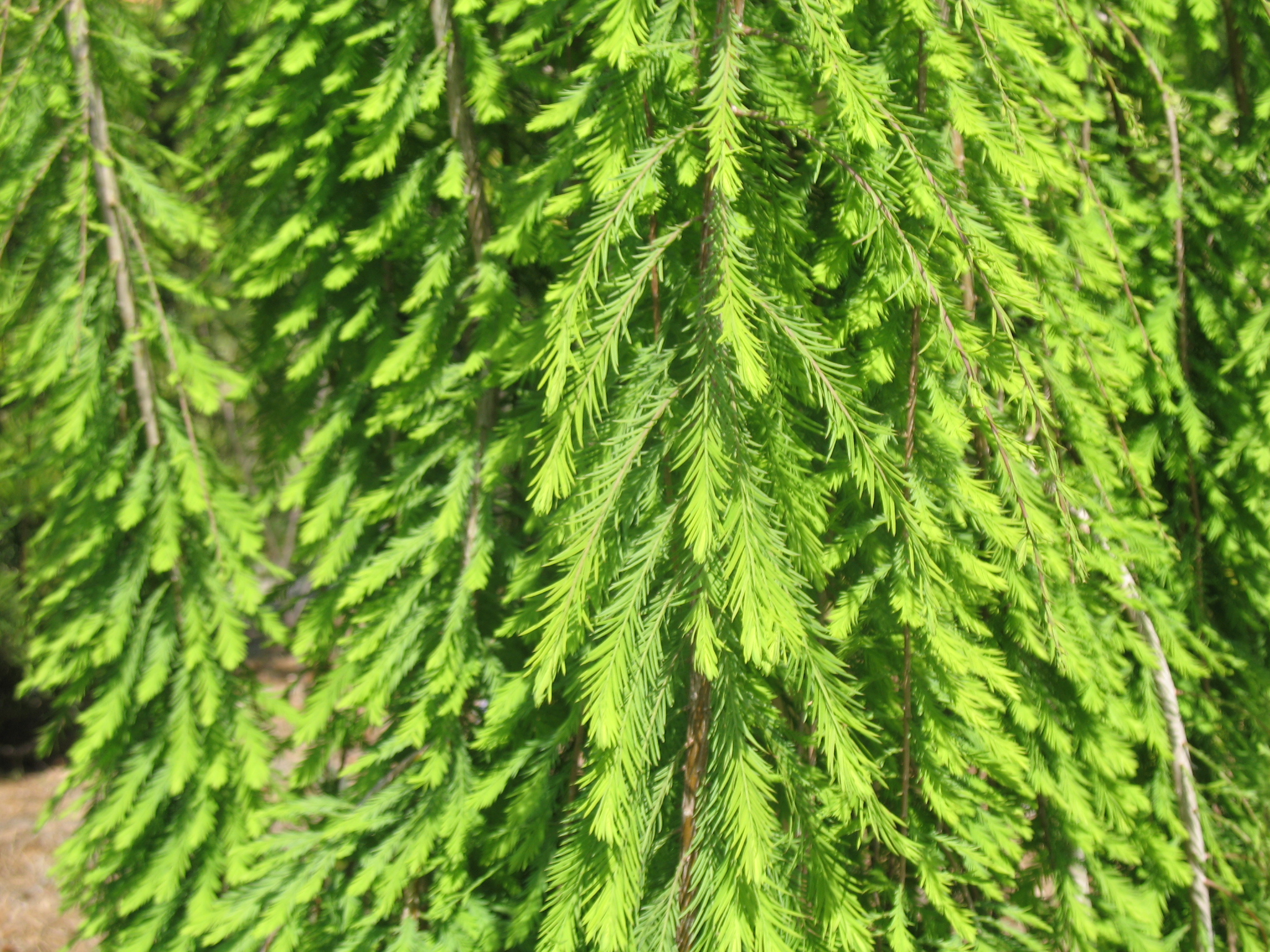 Taxodium distichum var. pendula / Weeping Bald Cypress, Weeping Cypress