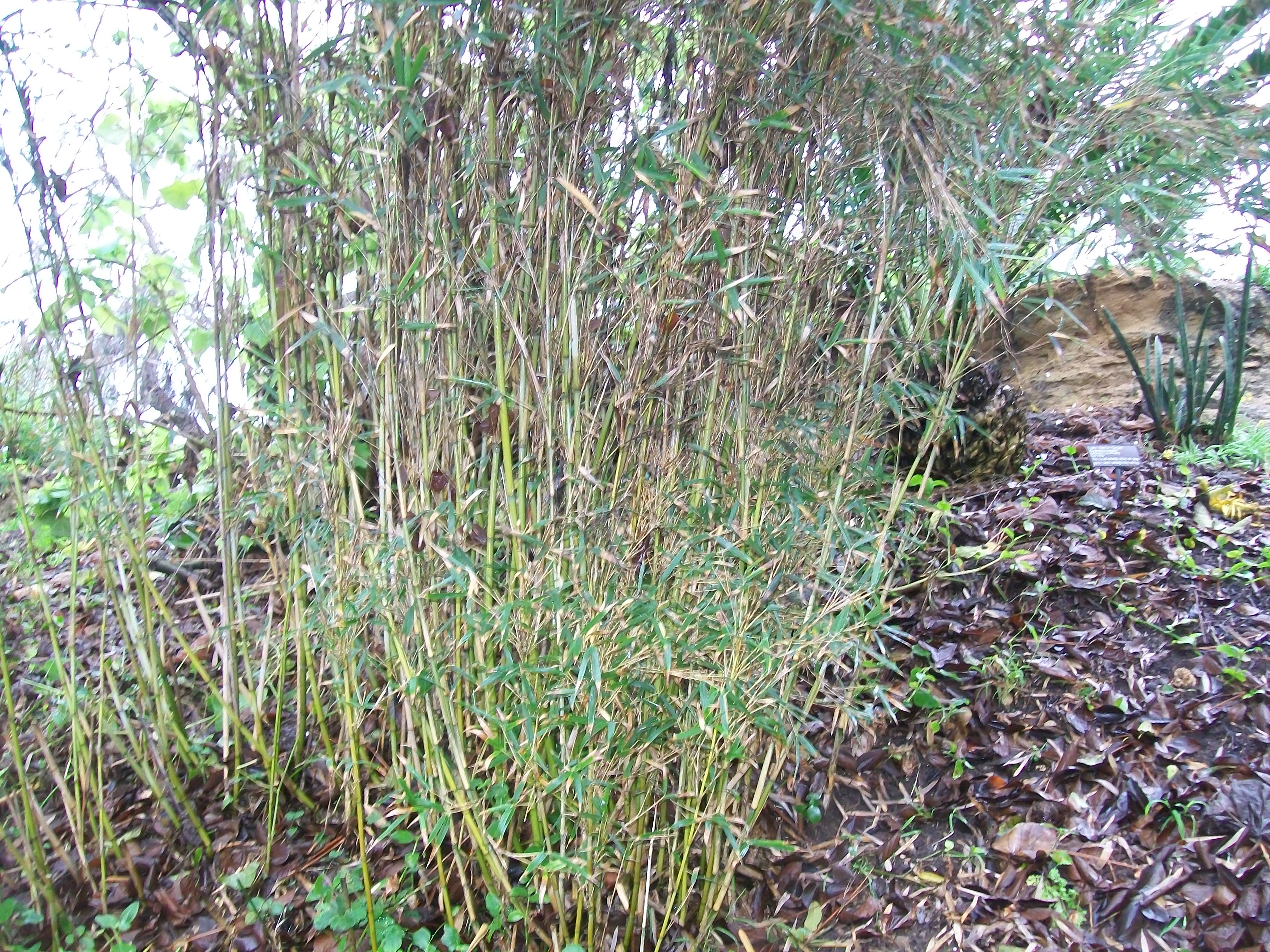 Thamnocalamus tessellatus  / Mountain Bamboo, Bergbamboes