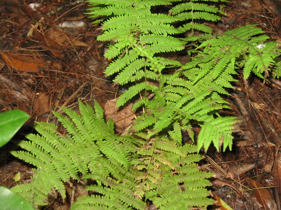 Thelypteris noveboracensis / Thelypteris noveboracensis