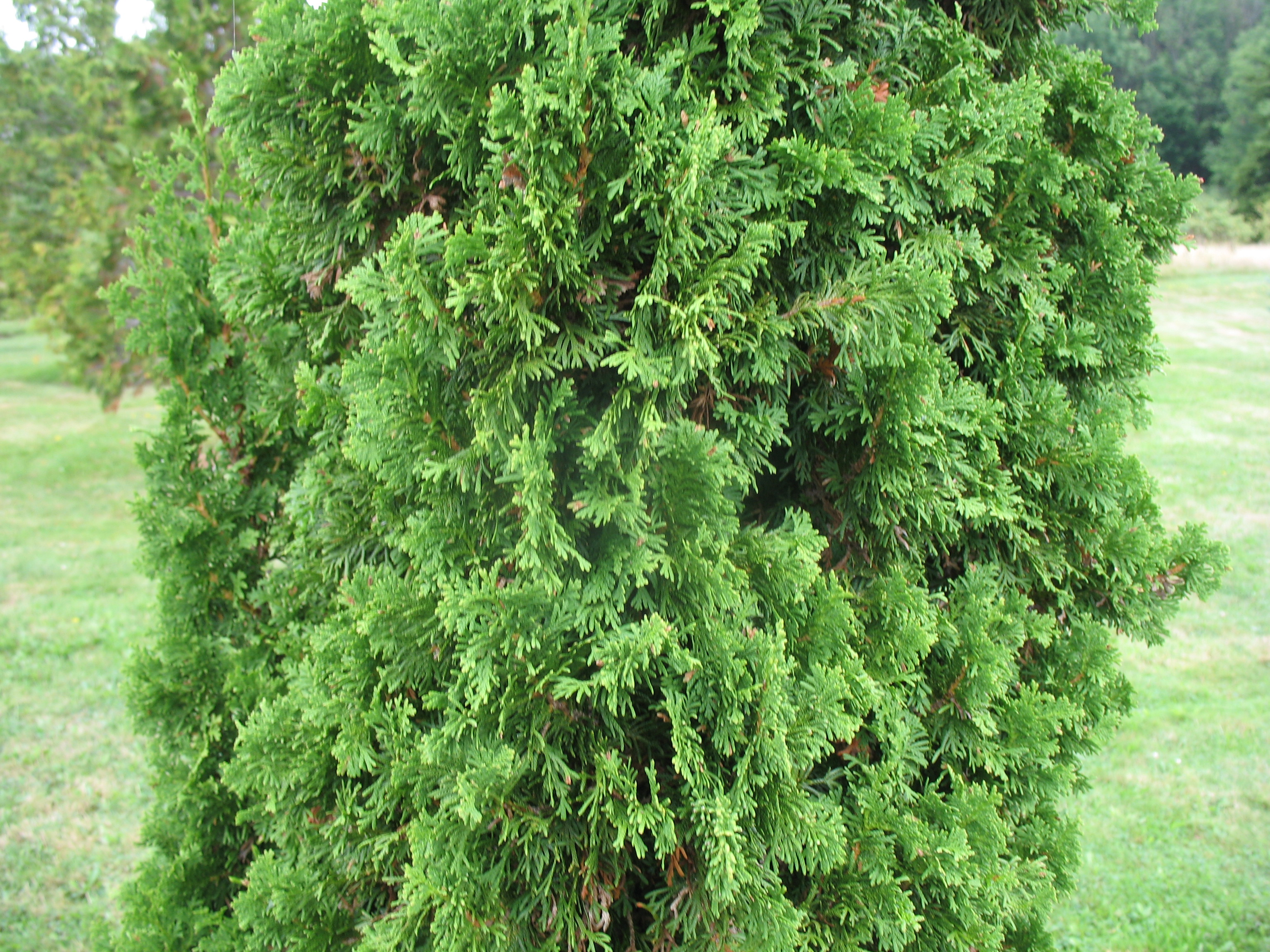 Thuja occidentalis 'Degroot's Spire'   / Thuja occidentalis 'Degroot's Spire'  