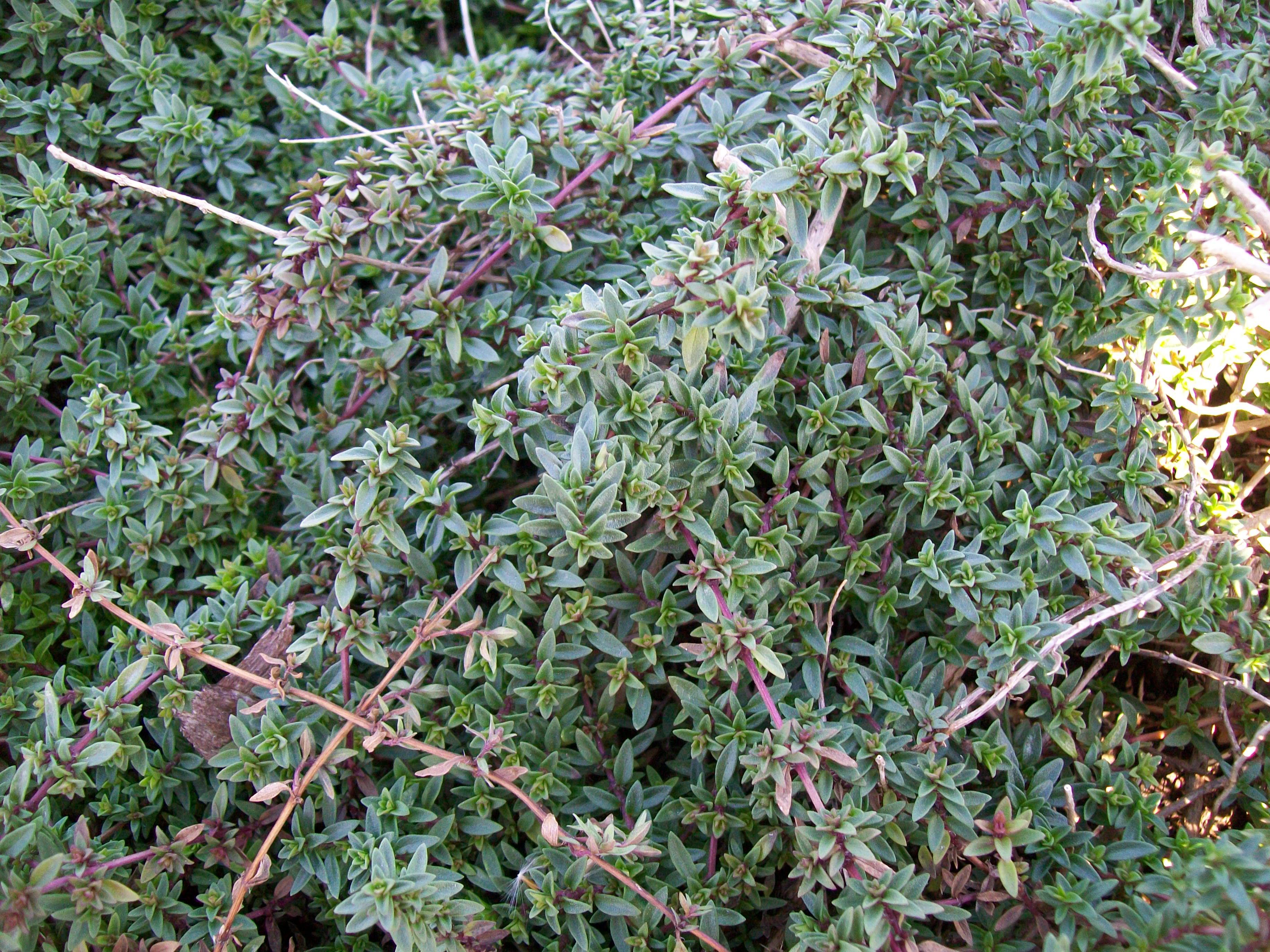 Thymus pulegioides / Oregano Thyme, Lemon Thyme