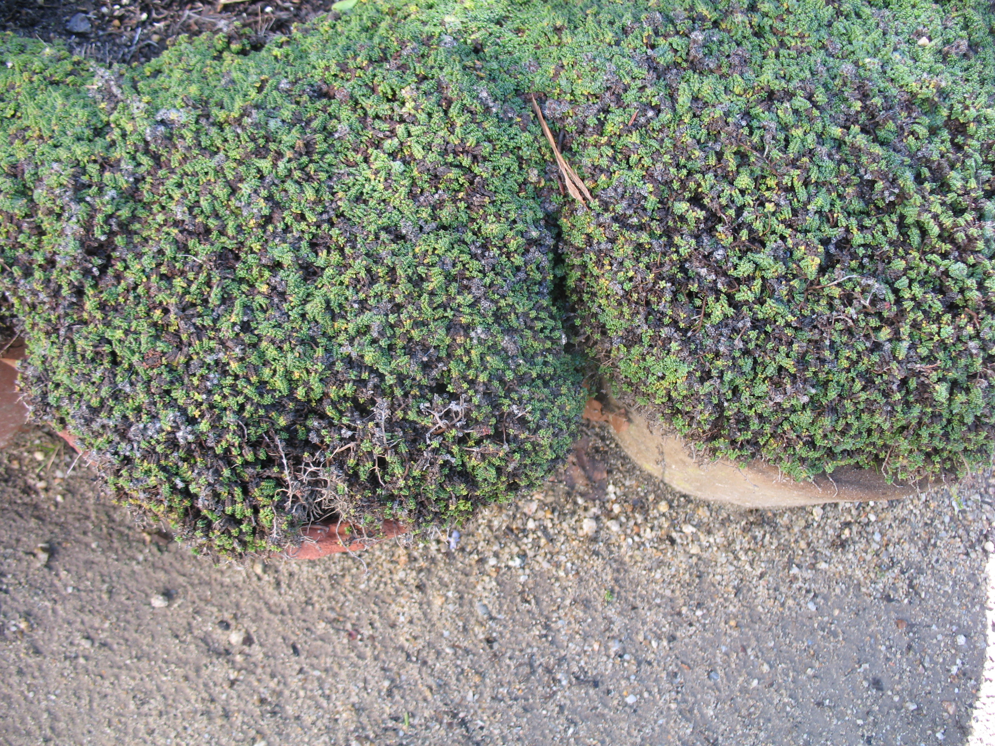 Thymus serpylloum 'Elfin' / Elfin Thyme