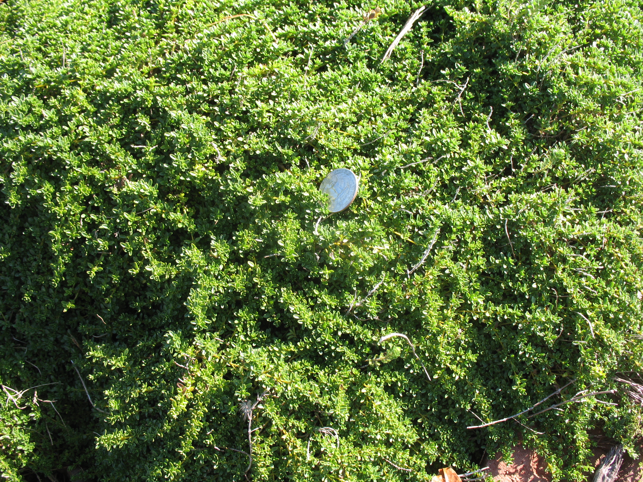 Thymus serpyllum 'Highland Cream' / Highland Cream Thyme, Creeping Thyme