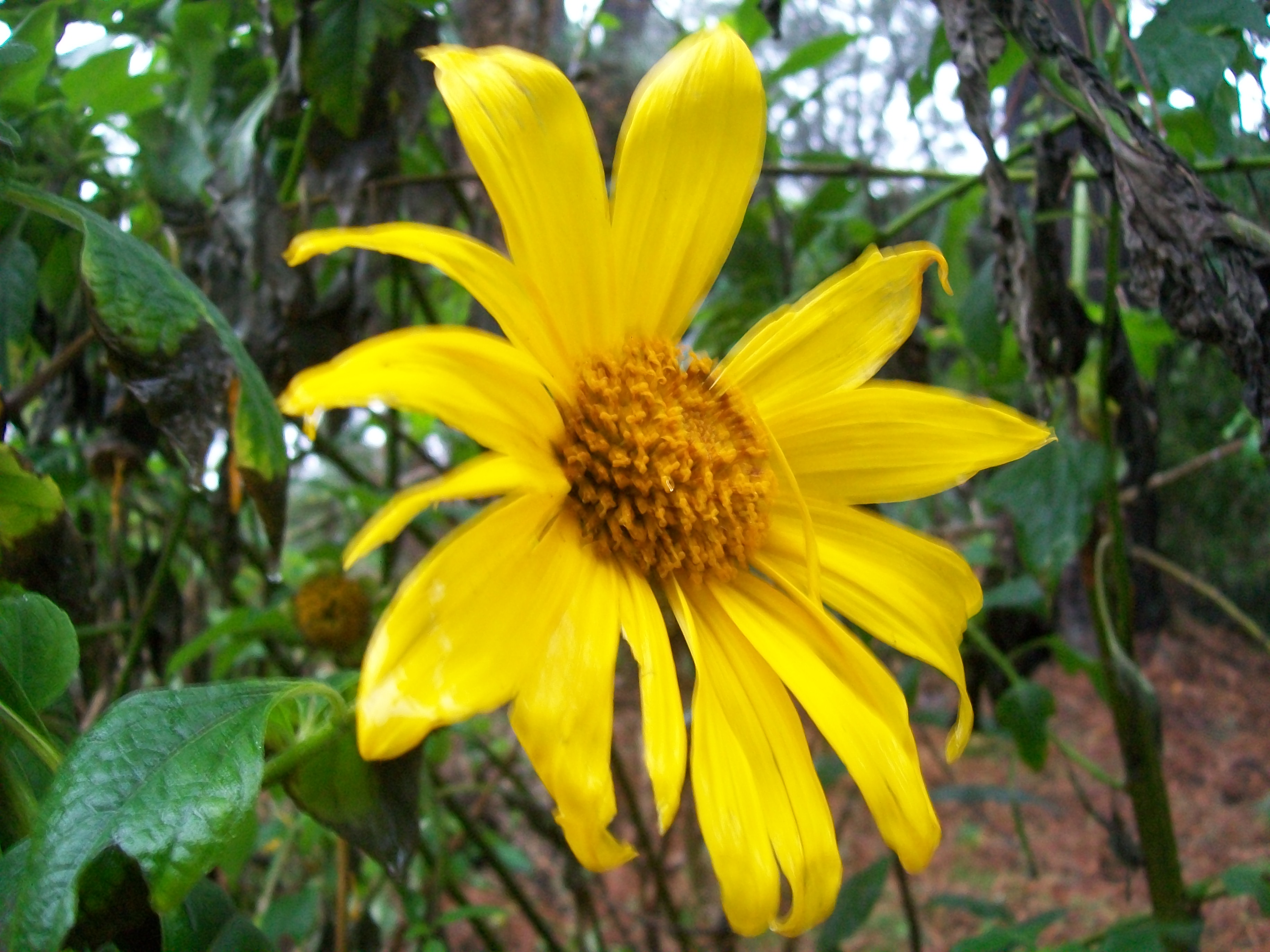 Tithonia diversiflolia / Mexican Sunflower