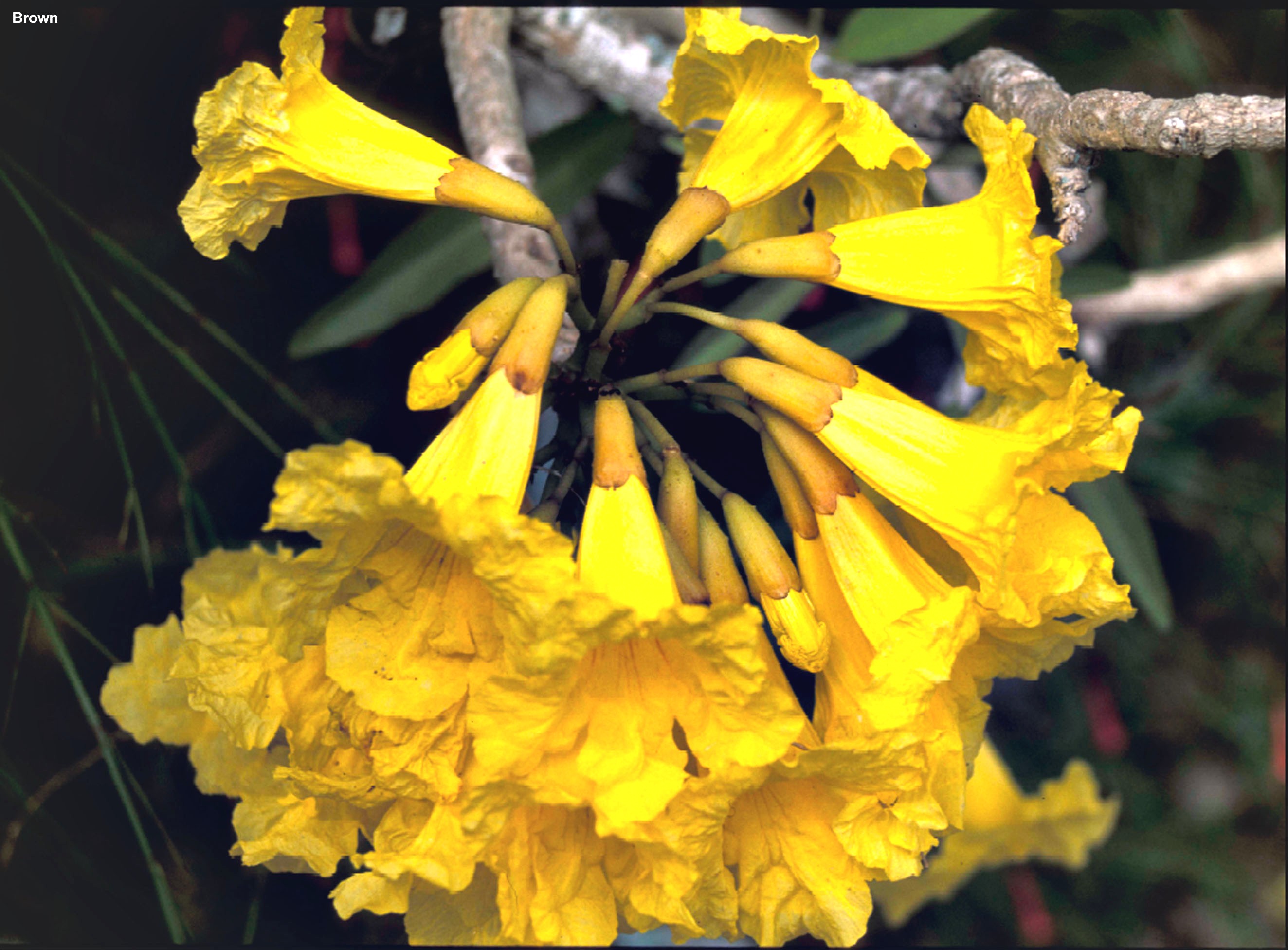 Tabebuia aurea / Trumpet Tree