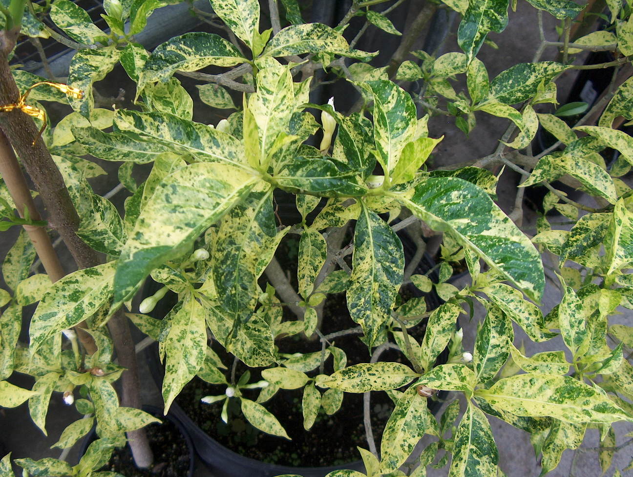 Tabernaemontana divaricata 'Variegata'  / Crepe Jasmine