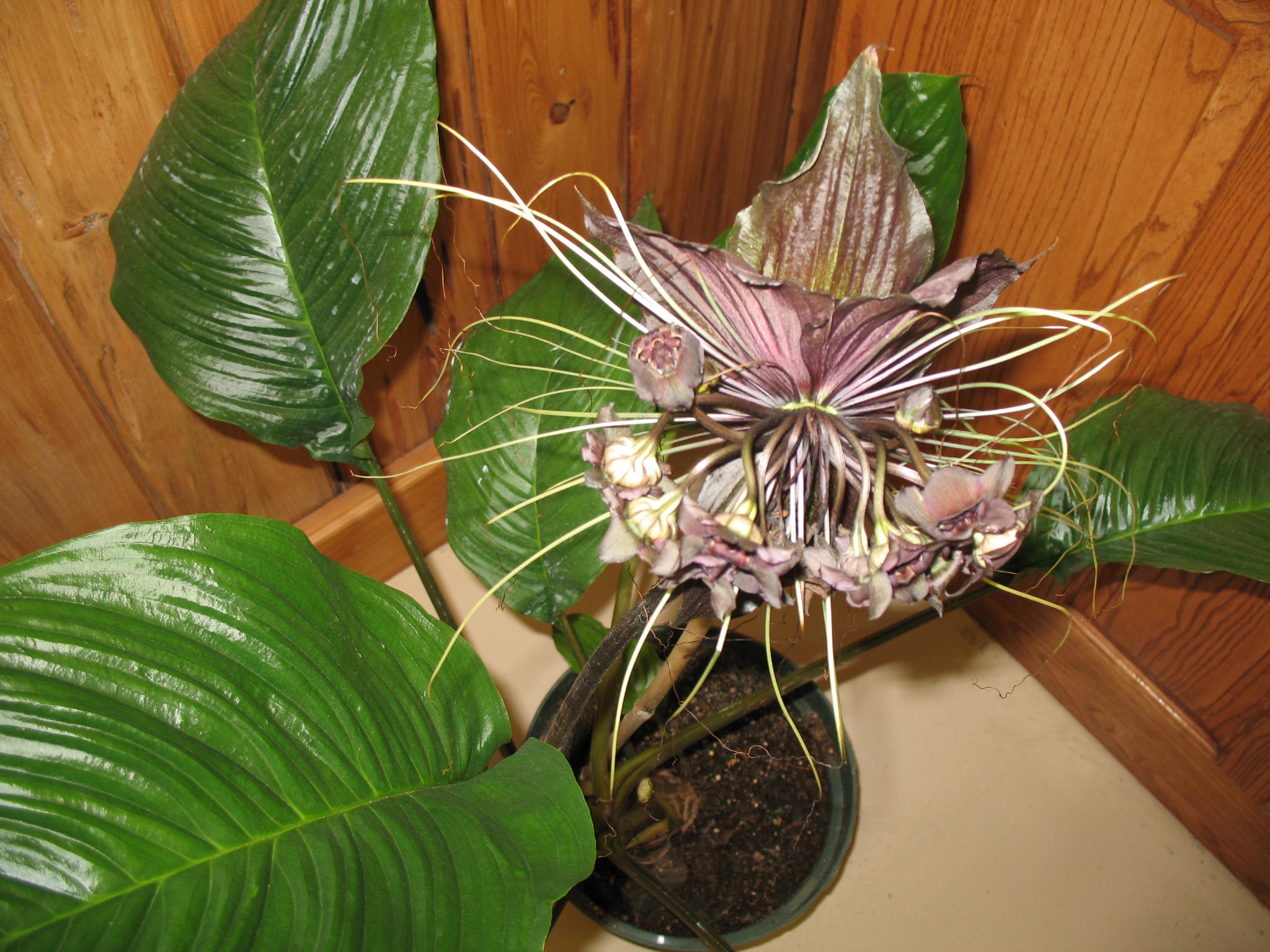 Tacca chantrieri  / Black Bat Plant