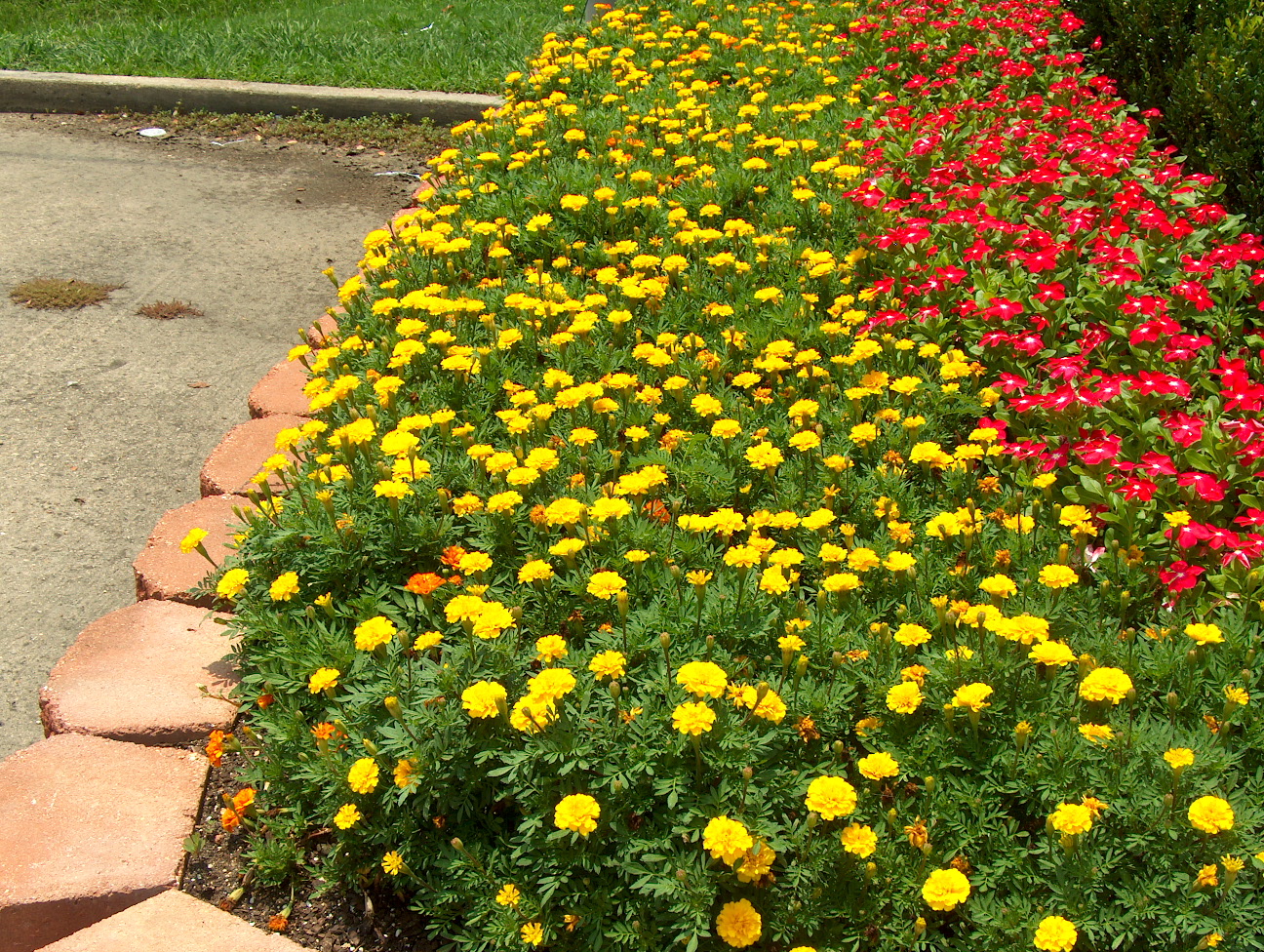 Tagetes erecta / African Marigold, Marigold